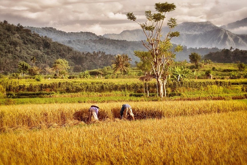 Rice terraces in Bali, Indonesia